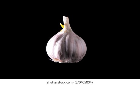 Garlic closeup. Macro shot of high quality garlic vegetable. Fresh organic garlic against black background. Prevention of Coronavirus or COVID-19. Good for immunity