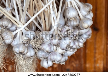 A lot of garlic is dried against the background of a wooden wall in the country. Natural harvest of garlic.