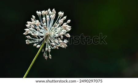 Garlic flower. Drying garlic flower close-up. Selective soft focus