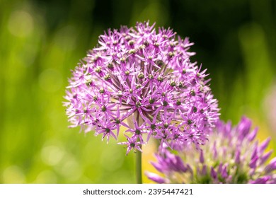 Garlic flower on a pink background in nature - Shutterstock ID 2395447421