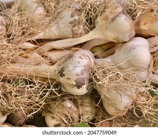 Garlic food spice vegetable plant - Shutterstock ID 2047759049