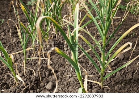 Garlic, fresh harvest in the field. Medicinal, bactericidal vegetables.