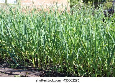 Garlic In The Garden