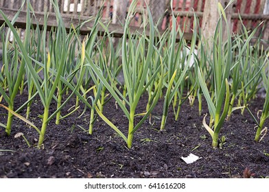 Garlic In The Garden