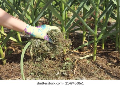 Garlic grows in the garden under mulch from dry grass. The gardener in gloves is laying the raw material for plants in organic farming. - Shutterstock ID 2149436861