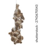  Garlic hung by string, isolated on white background