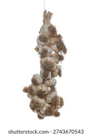  Garlic hung by string, isolated on white background