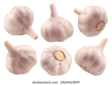 Garlic isolated set. Collection of garlics isolated on a white background, from different angles.