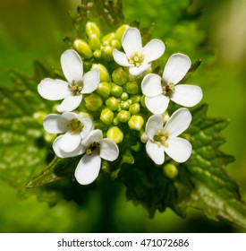 Garlic Mustard