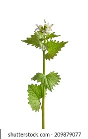 Garlic Mustard (Alliaria Petiolata)