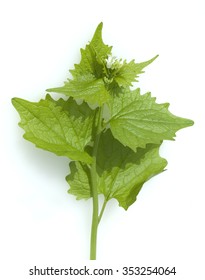 Garlic Mustard; Alliaria Petiolata