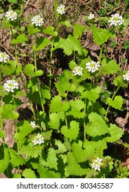 Garlic Mustard (Alliaria Petiolata)