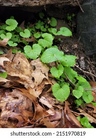 Garlic Mustard, an invasive biennial plant in New York State, on a rainy Spring day. The plant is in it's first year, identifiable by it's cordate, slightly toothed green leaves.