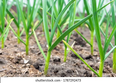 Garlic Plantation Is Cultivated In The Garden. Selective Focus