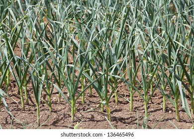 Garlic. Rows Of Young Garlic On The Garden. Sustainable Small Scale Food Production.