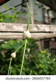 Garlic scape with developing seed pod close up