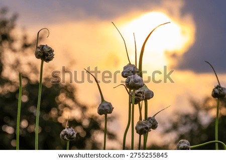 Garlic scapes with developing seed heads reaching towards a golden sunset sky