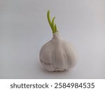 Garlic sprout, bulb, clove, fresh, healthy, cooking, ingredient, food, closeup, white background, isolated.
