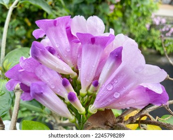 Garlic Vine (Mansoa Alliacea) flower with raindrop. Background with natural violet flowers with raindrop. forest garlic. White Garlic.
