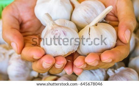 Garlic. Woman hands peeling garlic preparation for cooking in the kitchen on fresh garlic Background 