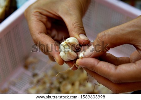 Garlic in a woman's hand, Food material preparation for cooking, Thai popular raw material or ingredient for cooking many kind of thai foods.