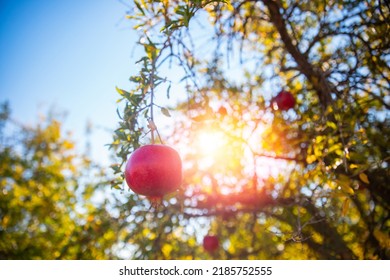 Garnet Fruit Of Red Organic Pomegranate Tree In Garden.