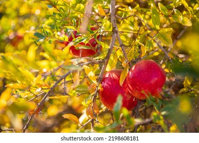 Garnet Fruit Of Red Organic Pomegranate Tree In Garden.