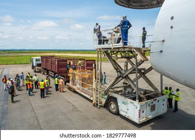 Garoua, Cameroon - October 3rd 2020: Livestock In Wooden Boxes Secured By Nettings Being Offloaded By A High-loader From A Jumbo Jet With A Wide Open Cargo Door At The Front Of The Plane