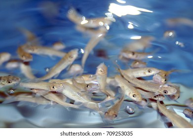 Garra rufa
