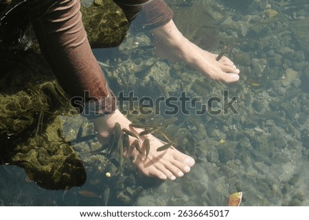 Garra rufa fish or commonly known as doctor fish swarming around a pair of someone's feet that were deliberately immersed in a pond for therapy 