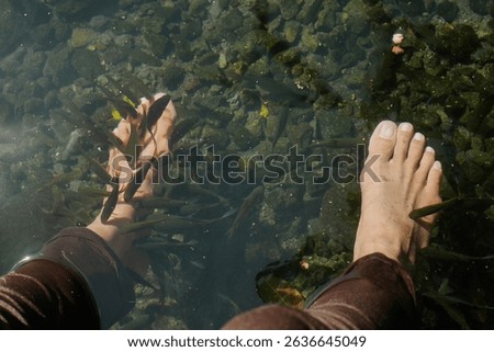 Garra rufa fish or commonly known as doctor fish swarming around a pair of someone's feet that were deliberately immersed in a pond for therapy 