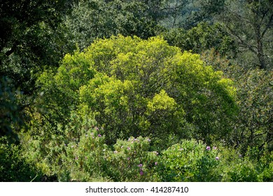 The Garrigue In April, At Sollies-Ville, France.