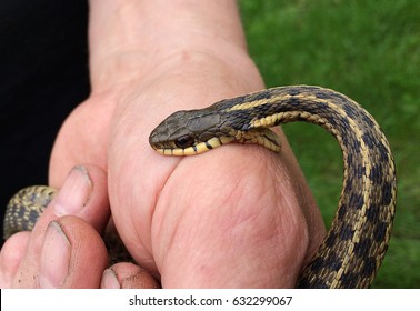 Snake Bite Images Stock Photos Vectors Shutterstock