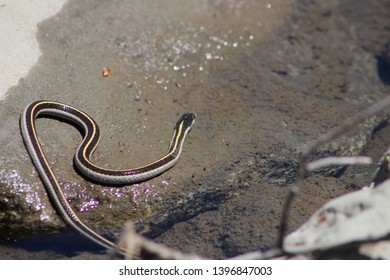 Garter Snake By The Salmon River California