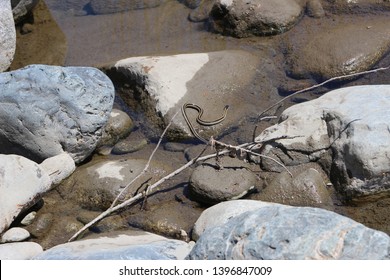 Garter Snake By The Salmon River California