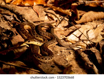 Garter Snake Coiled Forest Stock Photo 1523703668 | Shutterstock