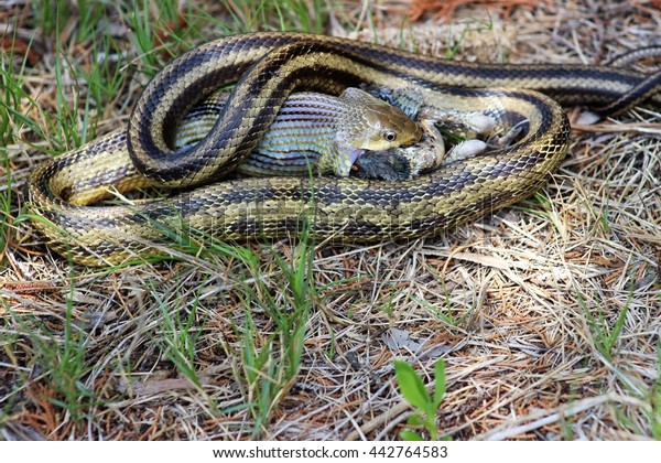 Garter Snake Eating Bird Stock Photo Edit Now 442764583