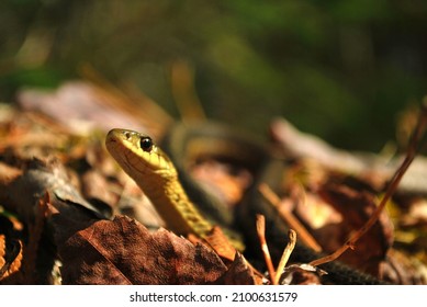 Garter Snake Emerging From Its Burrow To Catch Some Sun. 