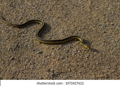 Garden Snake Images Stock Photos Vectors Shutterstock