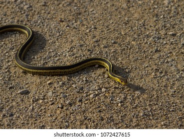 Image result for small garter snake