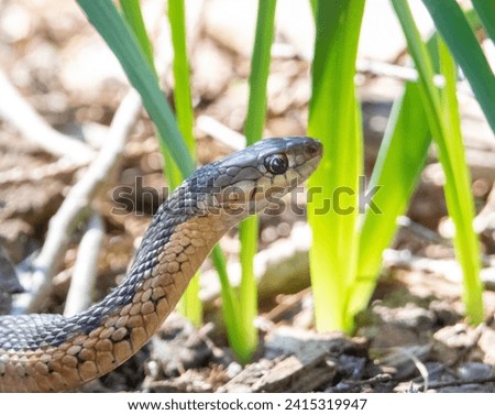garter snake slithering through garden