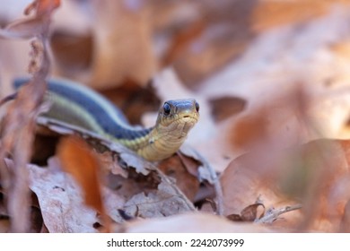A garter snake slithers itself through fallen leaves
