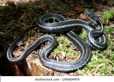 3 Puget sound garter snake Images, Stock Photos & Vectors | Shutterstock