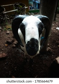 Garut Sheep Or Priangan Sheep Are Sheep Originating From The Limbangan Area Of ​​Garut Regency.