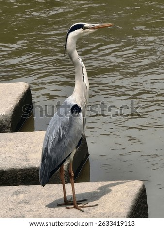 gary heron bird eduction reference materials book  fly sky