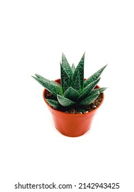 Gasteria Flow Aloe Live Plant