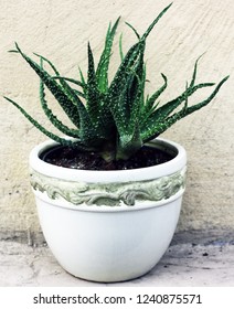 A Gasteria
Plants