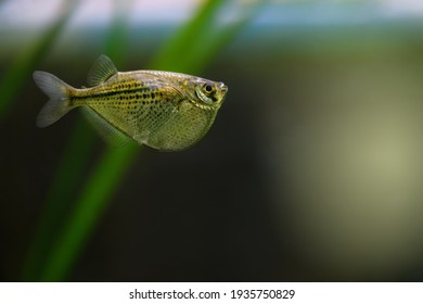 Gasteropelecus sternicla. Sternickle's wedge-bellied fishbowl swimming in an aquarium. Fish Hatchet, soft focus