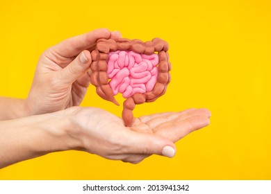 Gastrointestinal tract model. Concept - study of human digestive system. Model of kiesengarian in female hands. Study of human organs. Realistic model of gastrointestinal tract. Study of anatomy. - Shutterstock ID 2013941342
