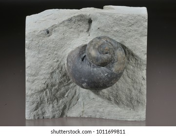 Gastropod Fossil, Silurian Period, Waldron Shale, Waldron, Iniana